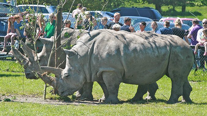 Ein Nashorn im Safaripark Knuthenborg in Dänemark