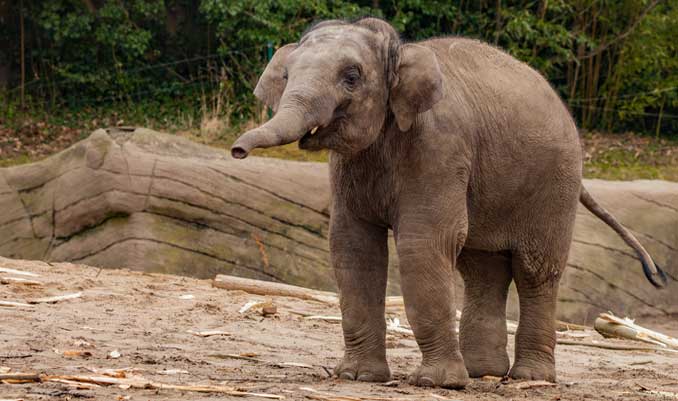 Tierpark Hagenbeck: Elefant Kandy