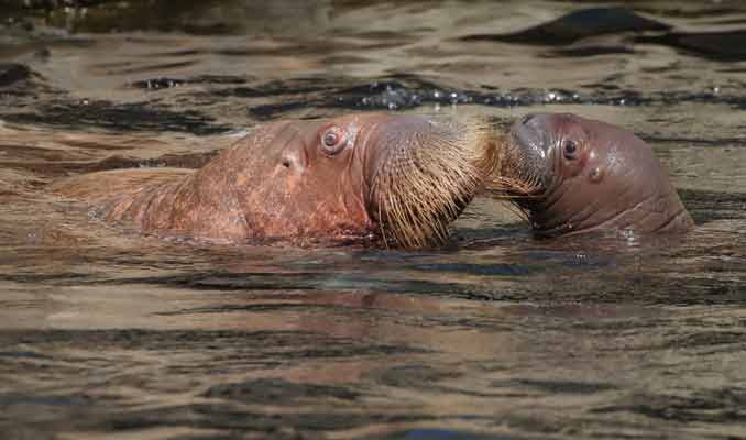 Walross Baby in Hagenbecks Tierpark