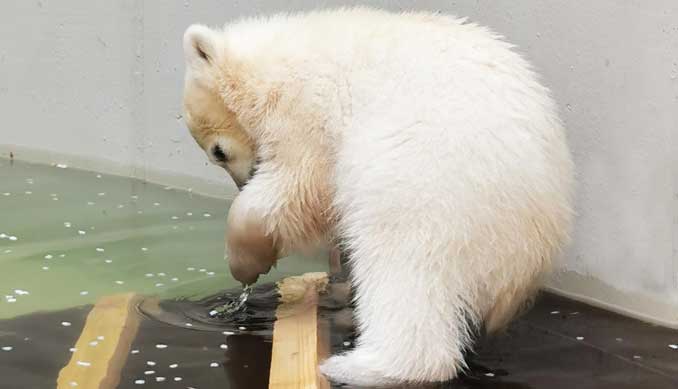 Eisbärennachwuchs-bei-Hagenbeck_erster-Kontakt-mit-Wasser