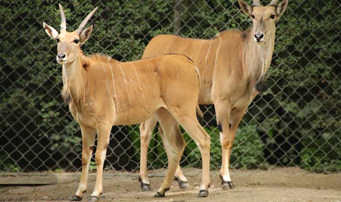 Elenantilopen-im-Tierpark-Hagenbeck