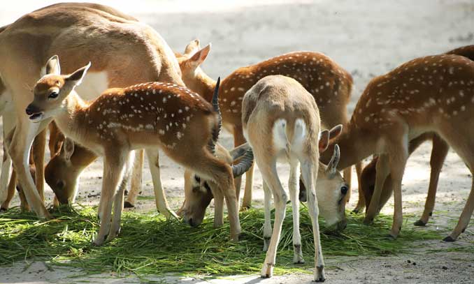 GB_Nachwuchs-bei-den-Vietnam-Sikahirschen-im-Tierpark-Hagenbeck